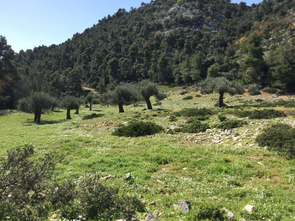 Ferienhaus-Alonissos-Griechenland Alónnisos Eksteriør bilde